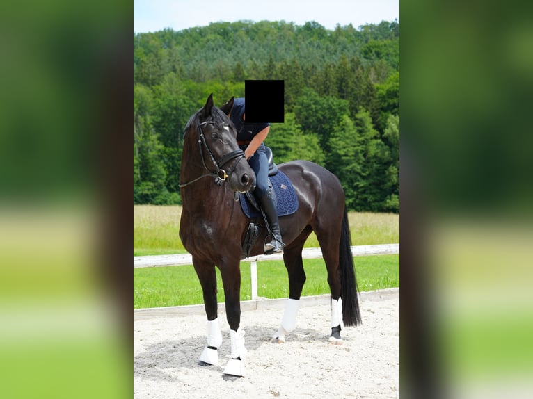 Oldenburger Merrie 6 Jaar 172 cm Zwart in Schönaich