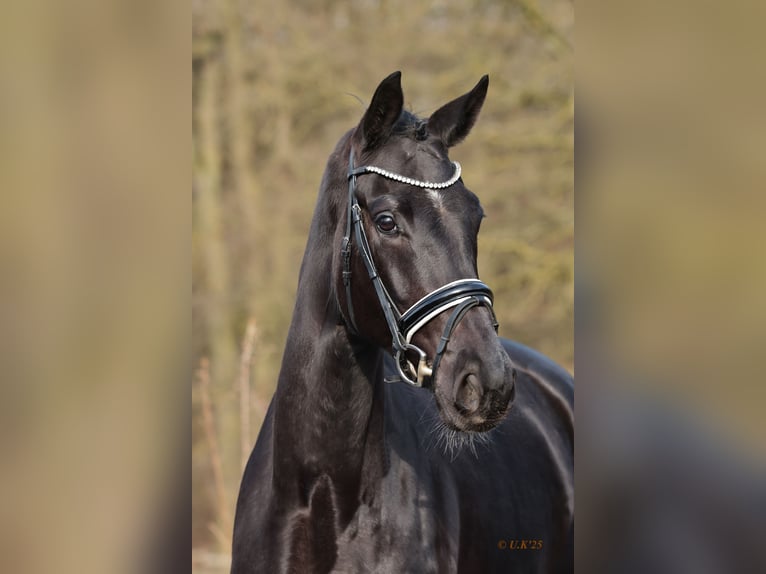 Oldenburger Merrie 6 Jaar 172 cm Zwart in Werne