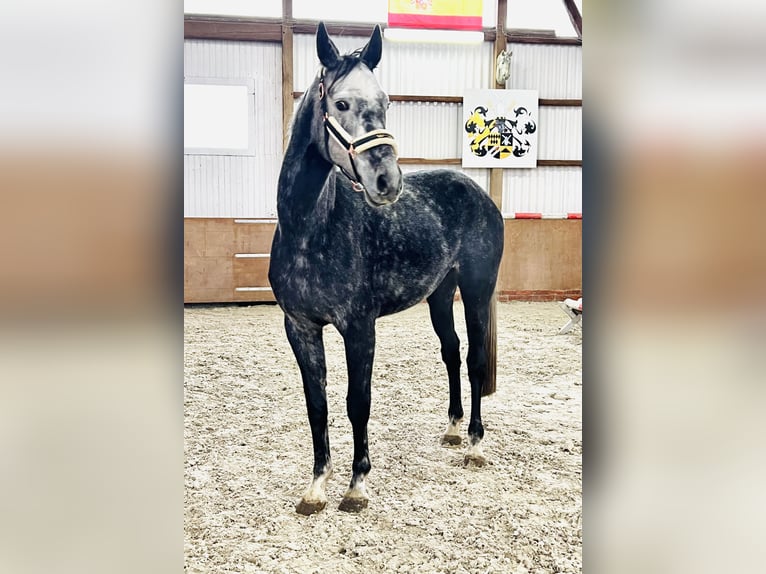 Oldenburger Merrie 6 Jaar 173 cm Schimmel in Martfeld