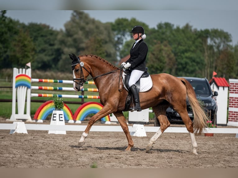 Oldenburger Merrie 6 Jaar 173 cm Vos in Wilhelmshaven