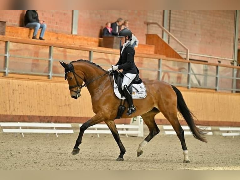 Oldenburger Merrie 6 Jaar 175 cm Bruin in Blunk