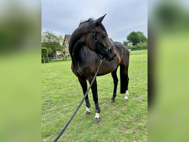 Oldenburger Merrie 6 Jaar 175 cm Donkerbruin in Uelsen