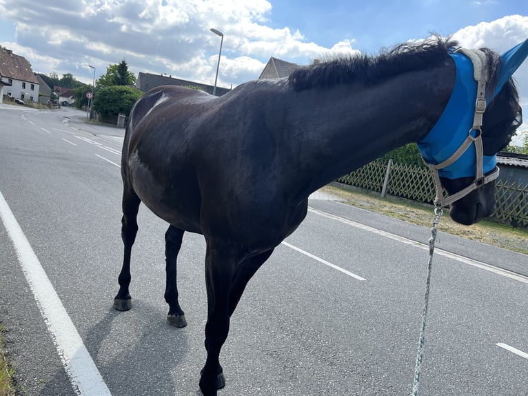 Oldenburger Merrie 6 Jaar 175 cm Zwart in Frohburg