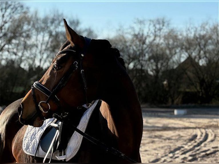 Oldenburger Merrie 6 Jaar Donkerbruin in Verden (Aller)