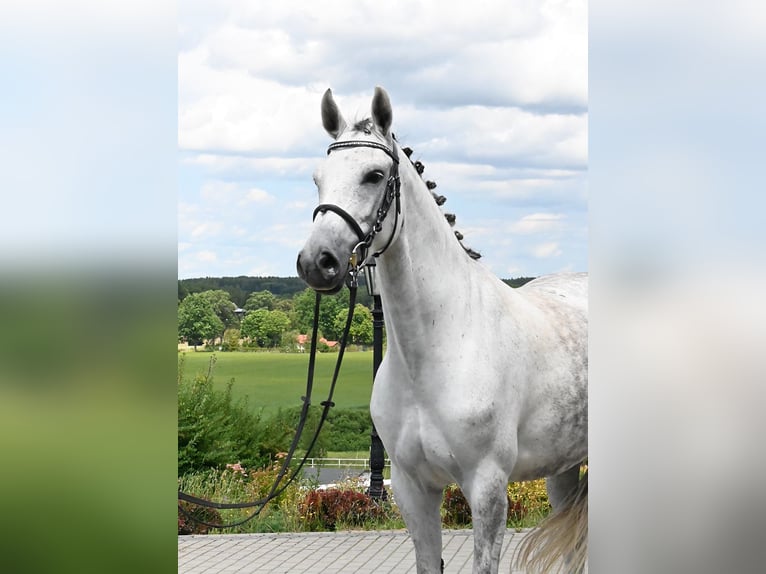 Oldenburger Merrie 7 Jaar 158 cm Schimmel in Wysin