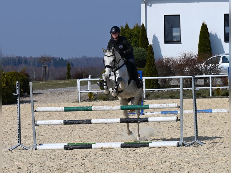 Oldenburger Merrie 7 Jaar 158 cm Schimmel in Wysin