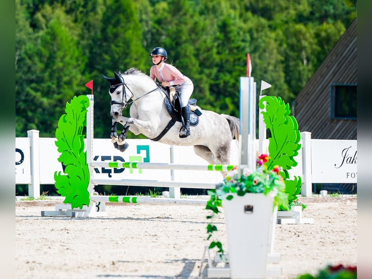 Oldenburger Merrie 7 Jaar 158 cm Schimmel in Wysin