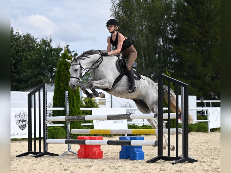 Oldenburger Merrie 7 Jaar 158 cm Schimmel in Wysin