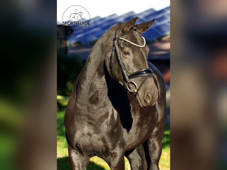 Oldenburger Merrie 7 Jaar 160 cm Zwart in Rastede