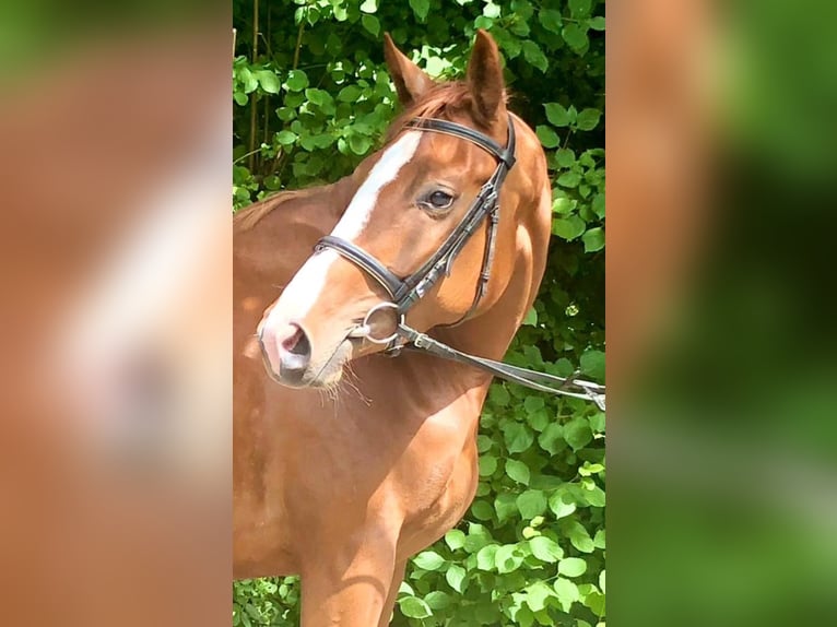 Oldenburger Merrie 7 Jaar 162 cm Vos in Langenfeld