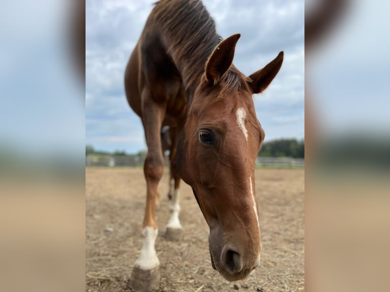 Oldenburger Merrie 7 Jaar 163 cm Donkere-vos in Himmelkron