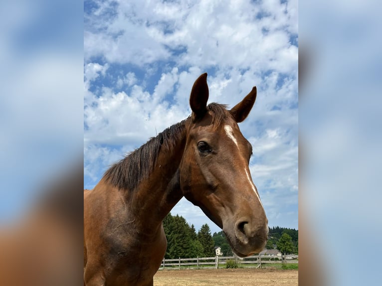 Oldenburger Merrie 7 Jaar 163 cm Donkere-vos in Himmelkron