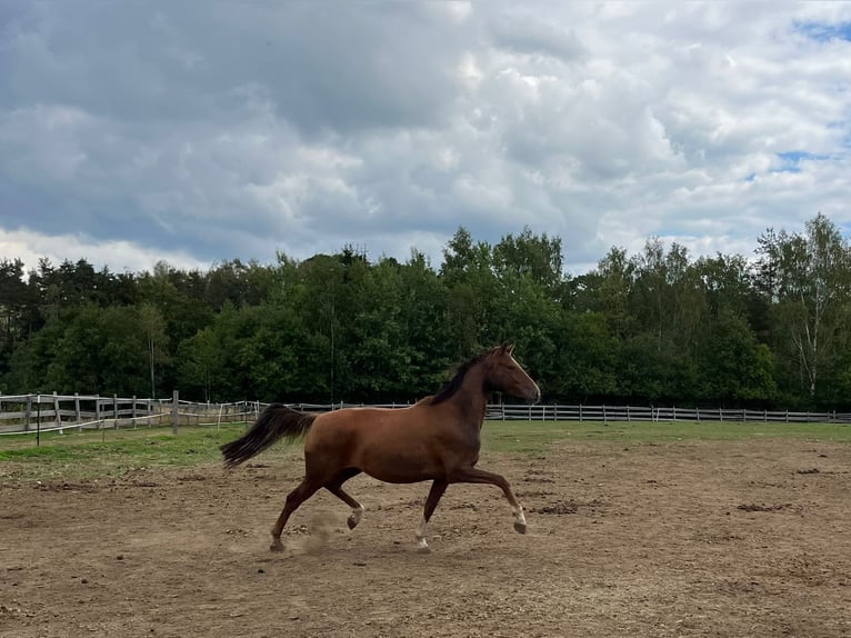Oldenburger Merrie 7 Jaar 163 cm Donkere-vos in Himmelkron