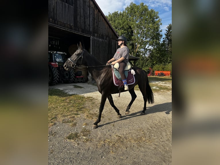 Oldenburger Merrie 7 Jaar 163 cm Zwart in Holzminden