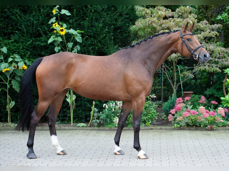 Oldenburger Merrie 7 Jaar 164 cm Bruin in Harsewinkel