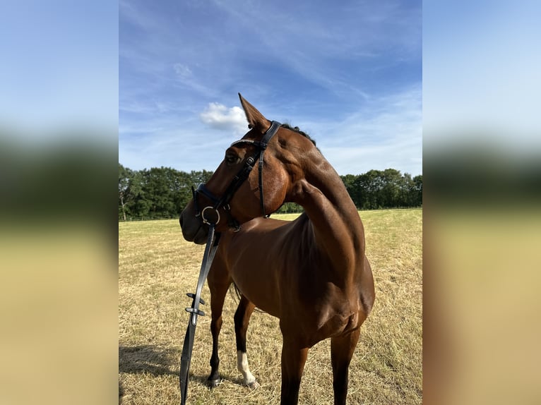 Oldenburger Merrie 7 Jaar 164 cm Bruin in Harsewinkel