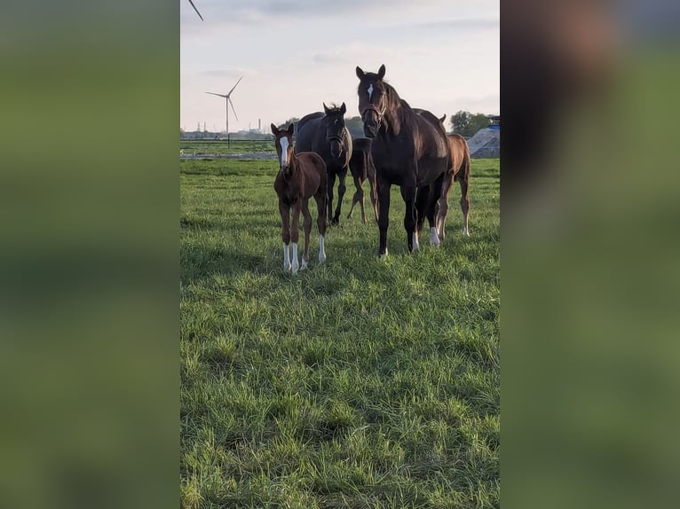 Oldenburger Merrie 7 Jaar 164 cm Bruin in Ihlow