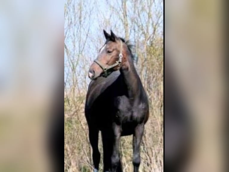 Oldenburger Merrie 7 Jaar 164 cm Bruin in Ihlow