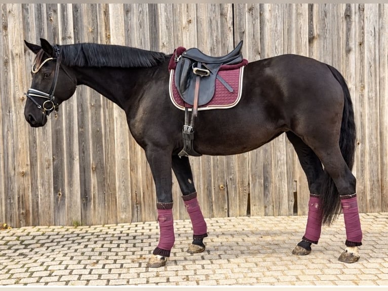 Oldenburger Merrie 7 Jaar 164 cm Zwart in Schönthal