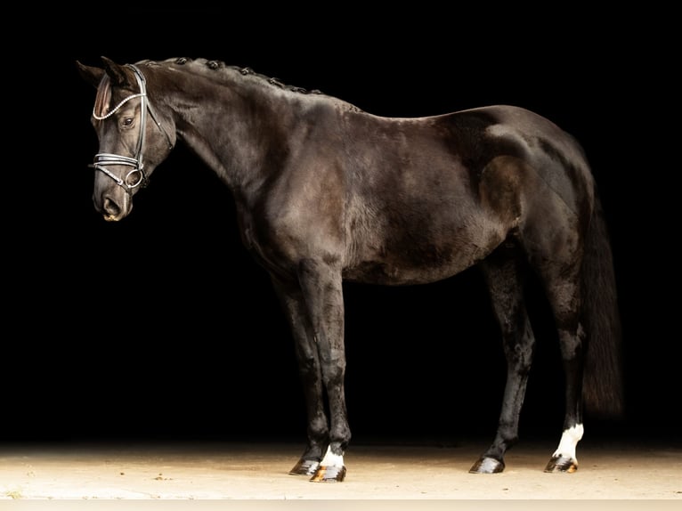 Oldenburger Merrie 7 Jaar 164 cm Zwart in Schönthal