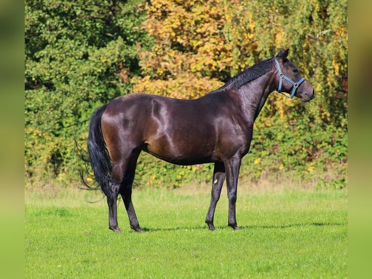 Oldenburger Merrie 7 Jaar 164 cm Zwartbruin in Radeburg