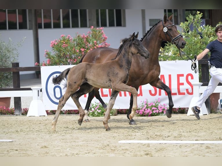 Oldenburger Merrie 7 Jaar 165 cm Bruin in Landshut