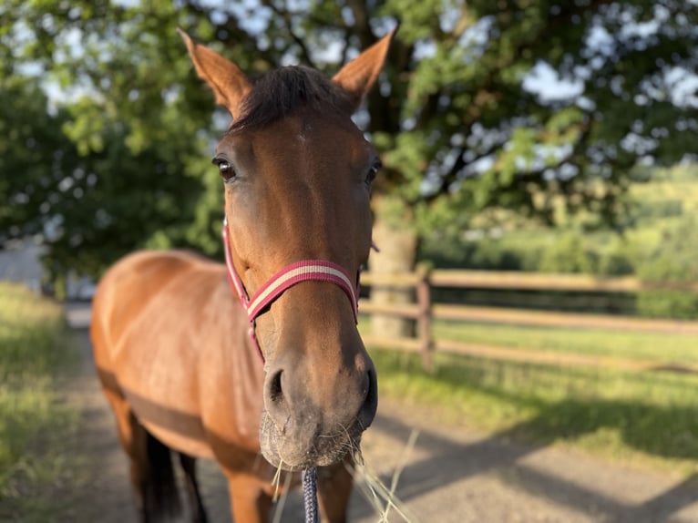 Oldenburger Merrie 7 Jaar 165 cm Bruin in Willich