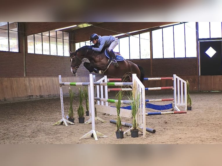 Oldenburger Merrie 7 Jaar 165 cm Bruin in Ankum