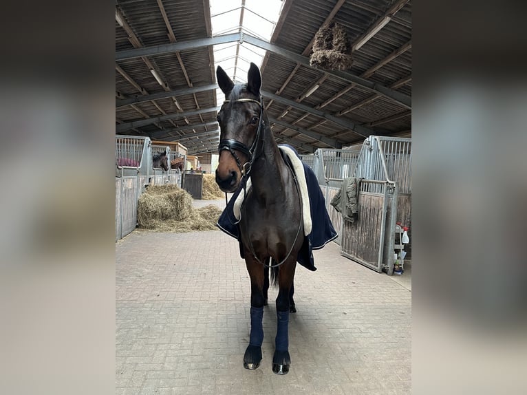 Oldenburger Merrie 7 Jaar 165 cm Donkerbruin in Blunk