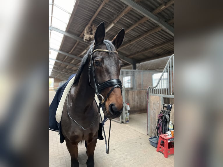 Oldenburger Merrie 7 Jaar 165 cm Donkerbruin in Blunk