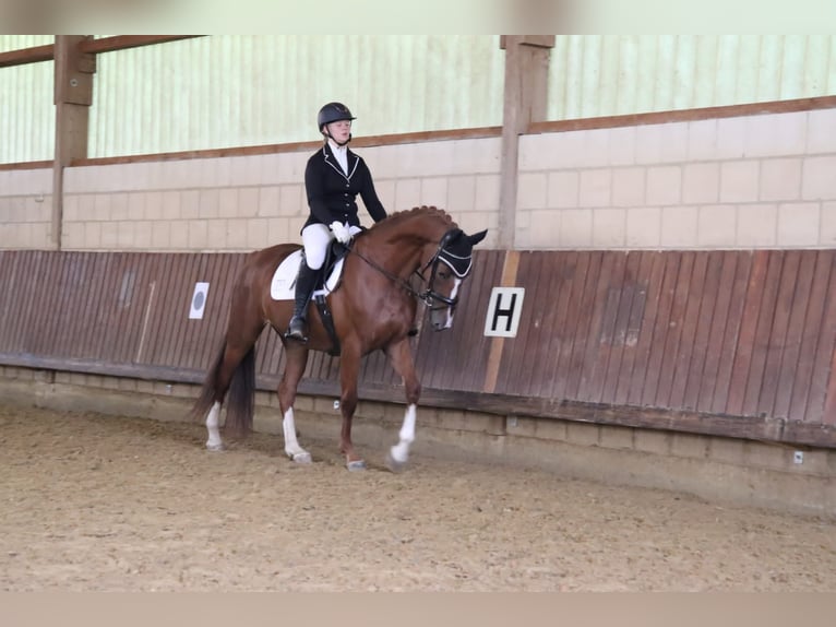 Oldenburger Merrie 7 Jaar 165 cm Vos in Lebach