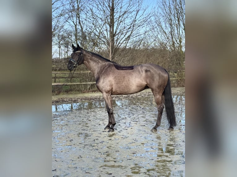 Oldenburger Merrie 7 Jaar 165 cm Zwart in Lohne (Oldenburg)