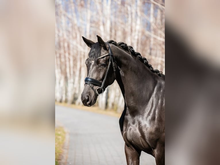 Oldenburger Merrie 7 Jaar 165 cm Zwart in Pęclin