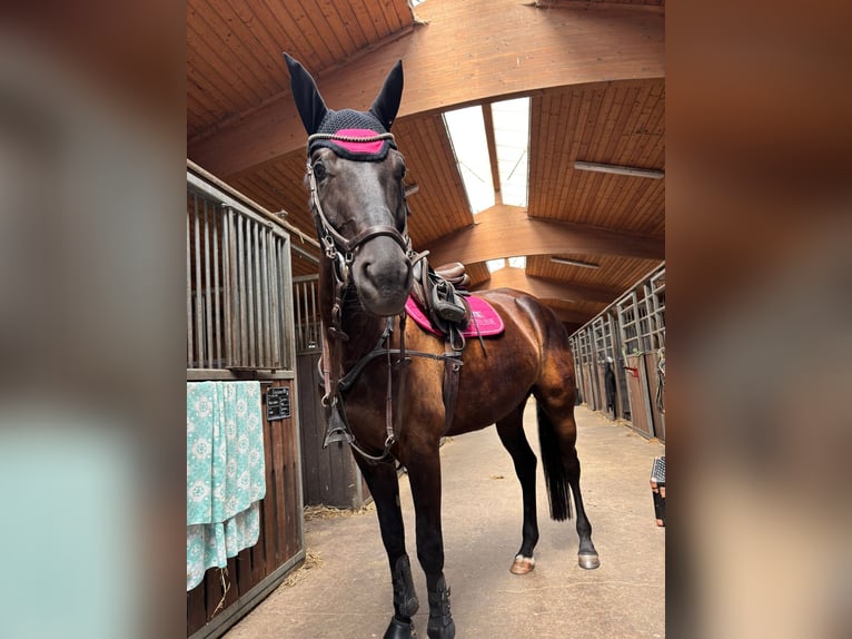 Oldenburger Merrie 7 Jaar 165 cm Zwart in Crinitzberg