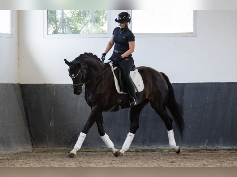 Oldenburger Merrie 7 Jaar 165 cm Zwartbruin in Landensberg