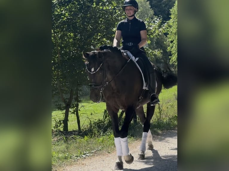 Oldenburger Merrie 7 Jaar 165 cm Zwartbruin in Landensberg