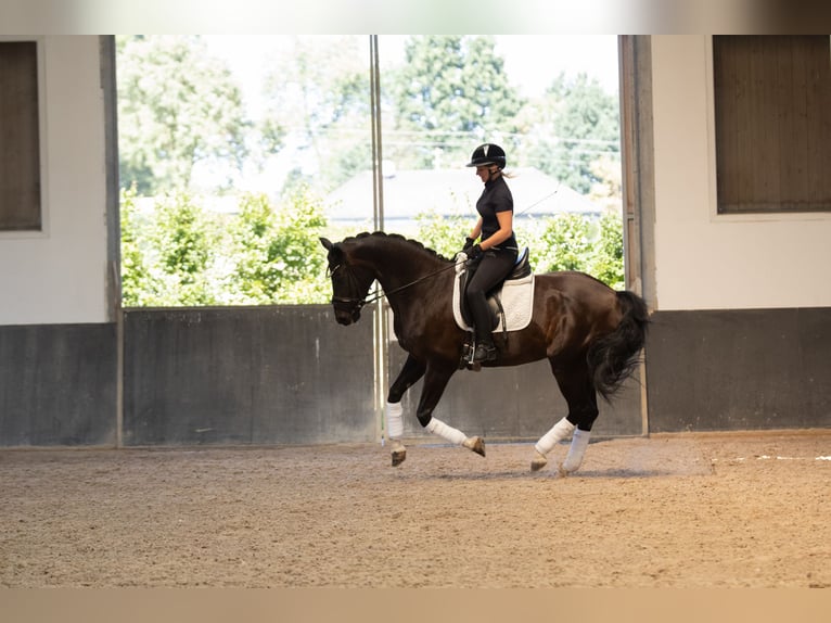 Oldenburger Merrie 7 Jaar 165 cm Zwartbruin in Landensberg