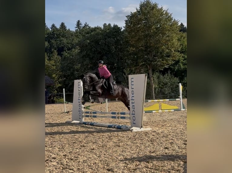 Oldenburger Merrie 7 Jaar 165 cm Zwartbruin in Landensberg