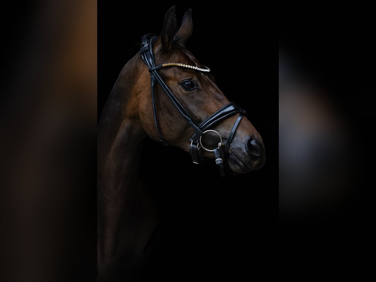 Oldenburger Merrie 7 Jaar 166 cm Bruin in mömbris