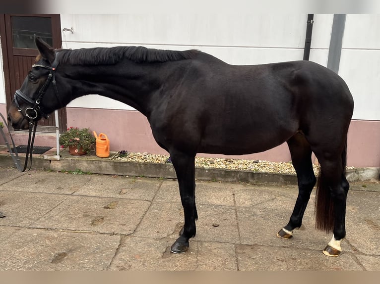 Oldenburger Merrie 7 Jaar 166 cm Donkerbruin in Reinsdorf