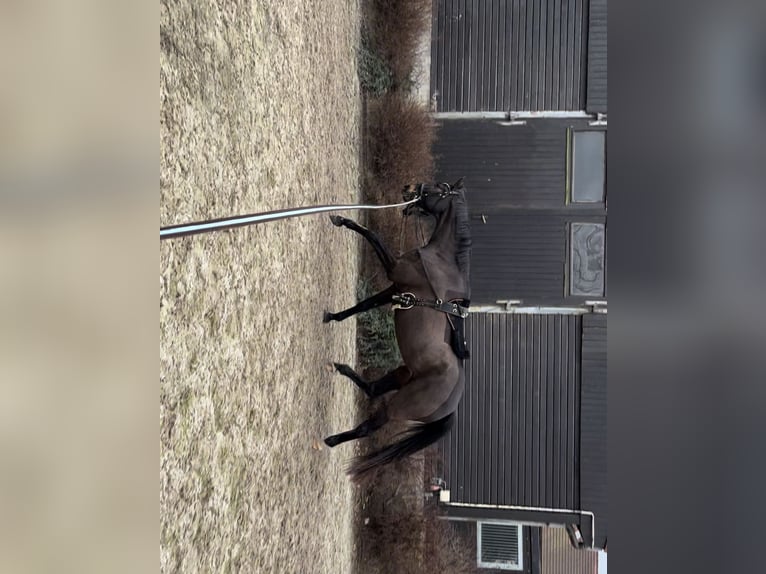 Oldenburger Merrie 7 Jaar 166 cm Donkerbruin in Reinsdorf