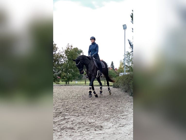 Oldenburger Merrie 7 Jaar 166 cm Donkerbruin in Reinsdorf