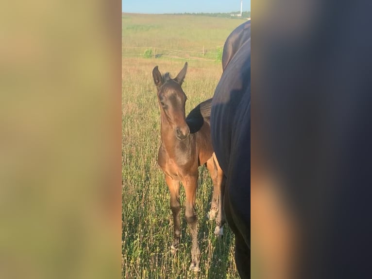 Oldenburger Merrie 7 Jaar 166 cm Donkerbruin in Reinsdorf