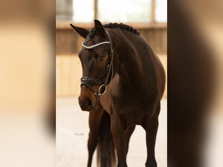 Oldenburger Merrie 7 Jaar 166 cm Zwartbruin in Kürten