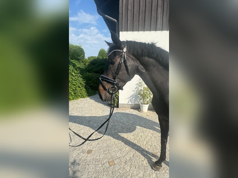 Oldenburger Merrie 7 Jaar 167 cm Donkerbruin in Sch&#xF6;nenberg