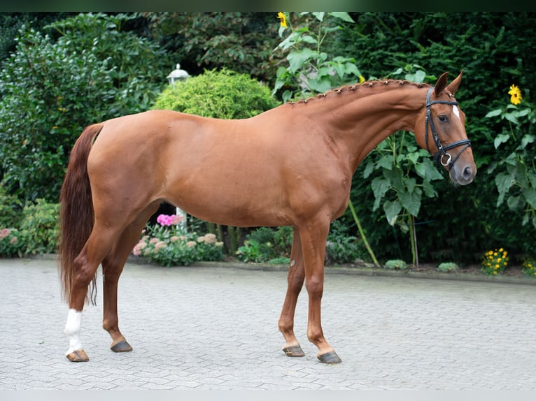 Oldenburger Merrie 7 Jaar 167 cm Vos in Damme