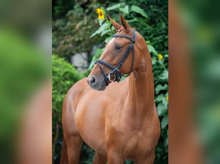 Oldenburger Merrie 7 Jaar 167 cm Vos in Damme