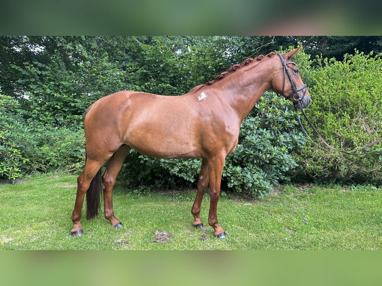 Oldenburger Merrie 7 Jaar 167 cm Vos in Osterholz-Scharmbeck