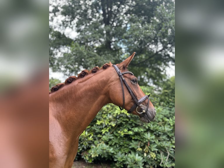 Oldenburger Merrie 7 Jaar 167 cm Vos in Osterholz-Scharmbeck