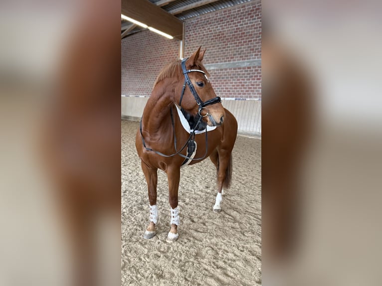 Oldenburger Merrie 7 Jaar 167 cm Vos in Löhnberg